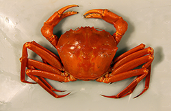 Red Crab. Credit: Brad Stevens/UMES